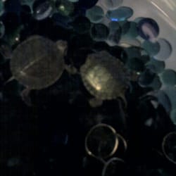 Pair of quarter-sized red eared slider turtles, $5