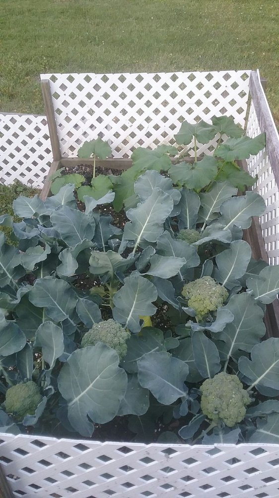 BERLIN’S GREENHOUSES Updated June 2024 14 Photos 6081 Park Rd