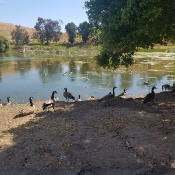 Ed R. Levin County Park - Geese and their droppings - Dog Parks Near Me - Milpitas, California Ed R. Levin County Park - Geese and their droppings - Dog Parks Near Me - Milpitas, California