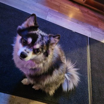 Shooting Star Saloon - House dog - super cute and more than willing to help me eat my burger had I offered. - Burgers Near Me - Huntsville, Utah Shooting Star Saloon - House dog - super cute and more than willing to help me eat my burger had I offered. - Burgers Near Me - Huntsville, Utah