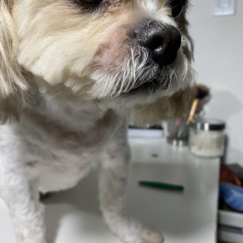 Pooch Pawlor Spa - Pet Groomers Near Me - Glendale, California