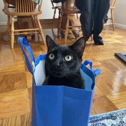 City Dogs & City Kitties Rescue