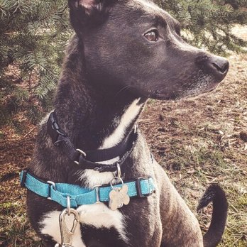 Blue Paw Dog Walks LLC - Is this a professional doggo photo or what??? - Dog Walkers Near Me Blue Paw Dog Walks LLC - Is this a professional doggo photo or what??? - Dog Walkers Near Me