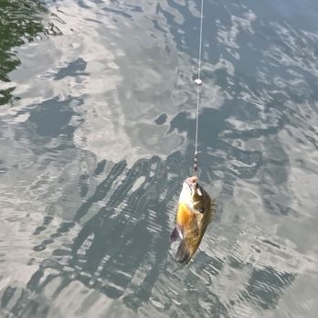 Lake Chaubunagungamaug - Another HUGE catch@ - Lakes Near Me - Webster, Massachusetts Lake Chaubunagungamaug - Another HUGE catch@ - Lakes Near Me - Webster, Massachusetts