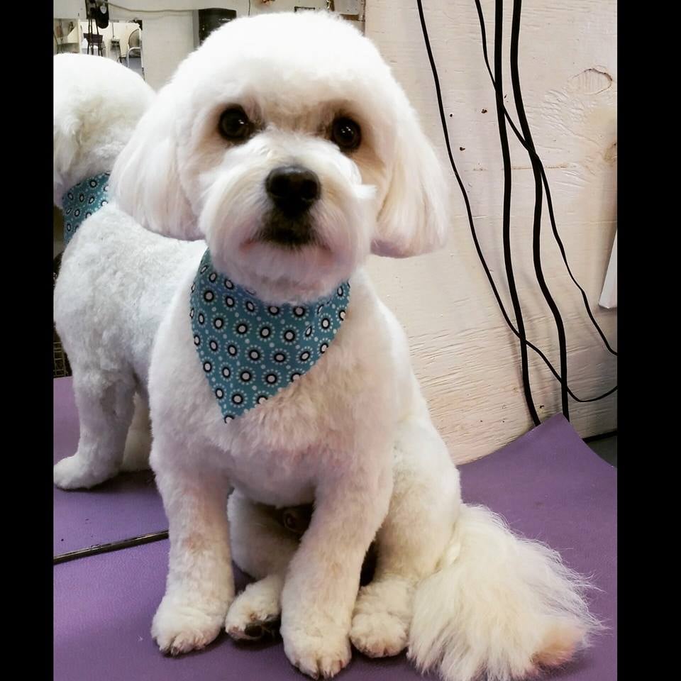 Pretty Pup & More Image