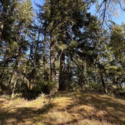 Mima Mounds Natural Area Preserve