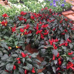 Meadows Farms Nurseries - Massaponax - Ornamental peppers