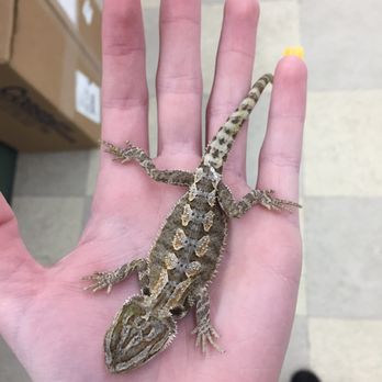 Petland Ashland - Bearded dragon - Pet Stores Near Me - Ashland, Kentucky Petland Ashland - Bearded dragon - Pet Stores Near Me - Ashland, Kentucky