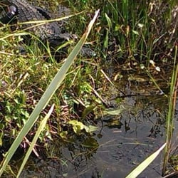 Fort Lauderdale Airboat Adventure - Gator!