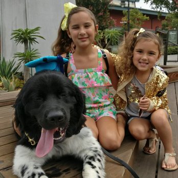 It's Only Love Dog Training - Teddy graduation - Pet Training Near Me It's Only Love Dog Training - Teddy graduation - Pet Training Near Me