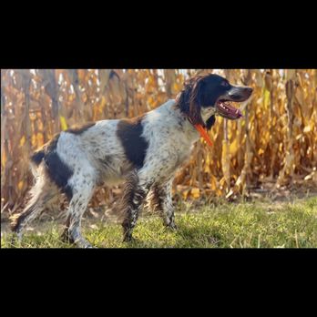 Pebble Creek Kennels - Pet Training Near Me - Paducah, Kentucky Pebble Creek Kennels - Pet Training Near Me - Paducah, Kentucky