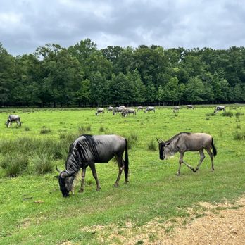 Alabama Safari Park - Zoos Near Me - Hope Hull, Alabama
