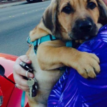 Ozzies Pound Puppies - Jameson leaving his foster home to come to his forever home - Pet Adoption Near Me Ozzies Pound Puppies - Jameson leaving his foster home to come to his forever home - Pet Adoption Near Me