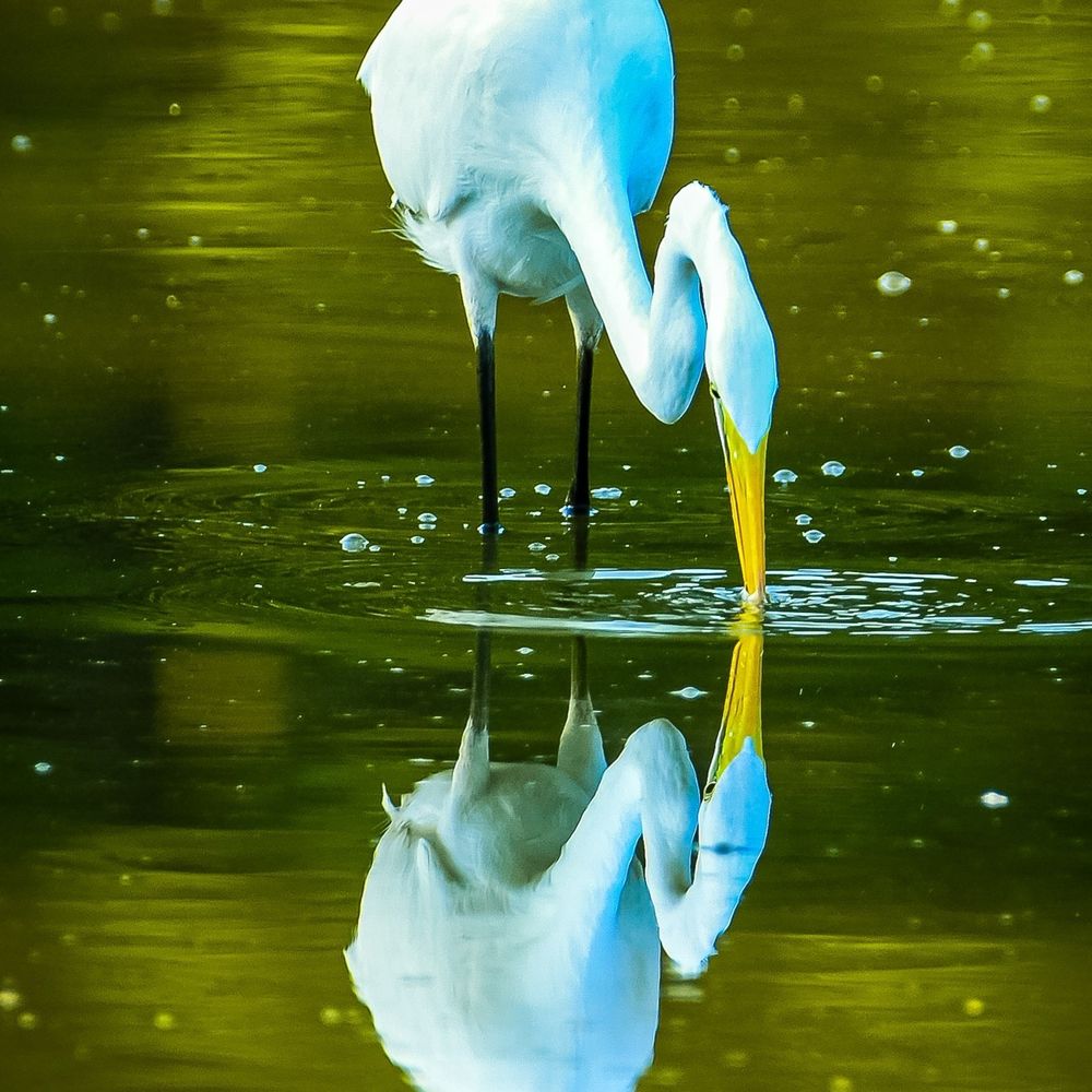 Huntley Meadows Park - Egret - Parks Near Me - Alexandria, Virginia Huntley Meadows Park - Egret - Parks Near Me - Alexandria, Virginia