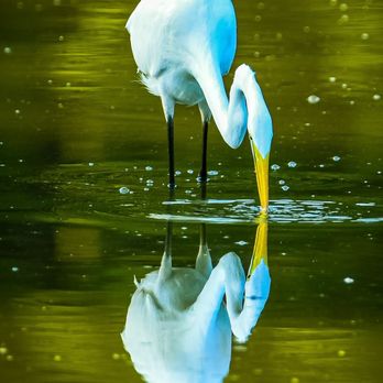 Huntley Meadows Park - Egret - Parks Near Me - Alexandria, Virginia Huntley Meadows Park - Egret - Parks Near Me - Alexandria, Virginia