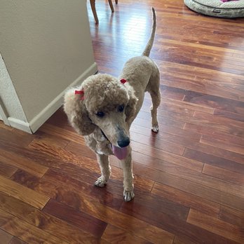 PawSpa Pet Grooming - After - Pet Groomers Near Me - Antioch, California PawSpa Pet Grooming - After - Pet Groomers Near Me - Antioch, California