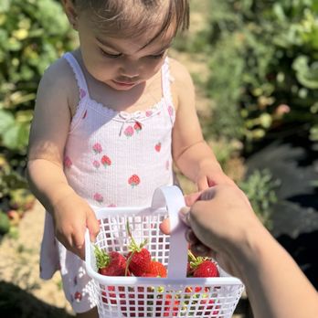 Granny Mays Strawberry Farm - Pick Your Own Farms Near Me - Granite Bay, California Granny Mays Strawberry Farm - Pick Your Own Farms Near Me - Granite Bay, California