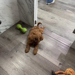 Mini golden doodle gen 2 Mini golden doodle gen 2