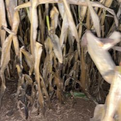 Duncan's Corn Maze