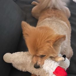 My dog after being groomed