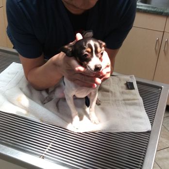 City Line Pet Clinic - Showing him love - Veterinarians Near Me - Pico Rivera, California