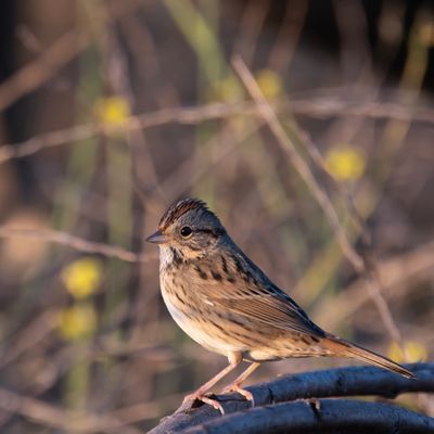 Sepulveda Basin Wildlife Reserve by null