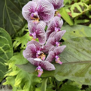 Lauritzen Gardens - Venues & Event Spaces Near Me - Omaha, Nebraska Lauritzen Gardens - Venues & Event Spaces Near Me - Omaha, Nebraska