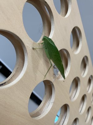 Long Island Spirits by null