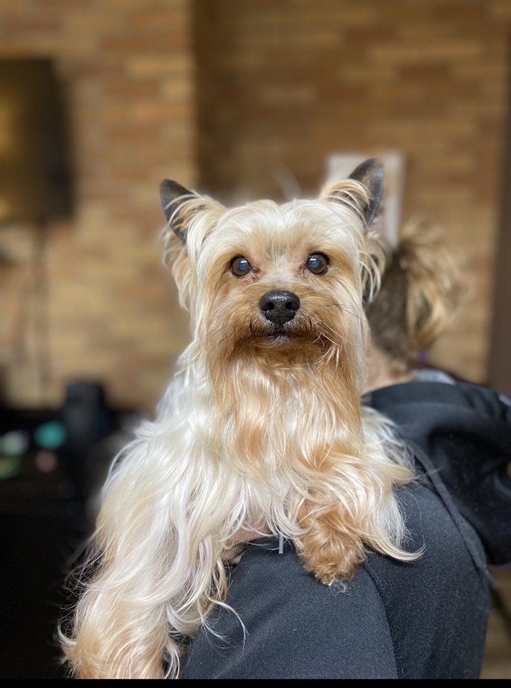 SMOKEY MOUNTAIN GROOMING 41 Photos 779 Hiwassee St, Newport