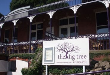 The Fig Tree by null