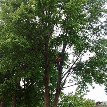 Complete Tree Service - Tree Services Near Me