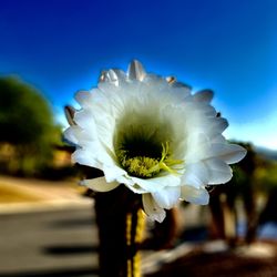 Mission Lakes Country Club - Desert cactus