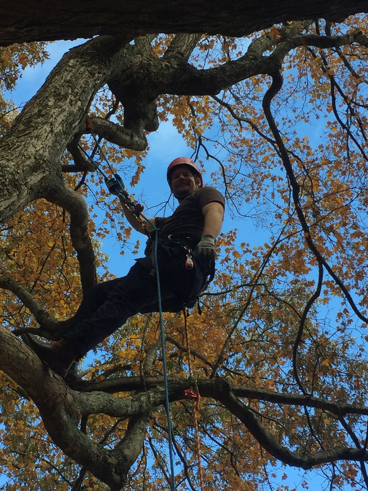 TREE CLIMBERS INTERNATIONAL Atlanta, Climbing Phone