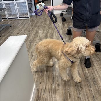 Dapper Dog Spa - Going in totally scruffy - Pet Groomers Near Me - Whittier, California Dapper Dog Spa - Going in totally scruffy - Pet Groomers Near Me - Whittier, California