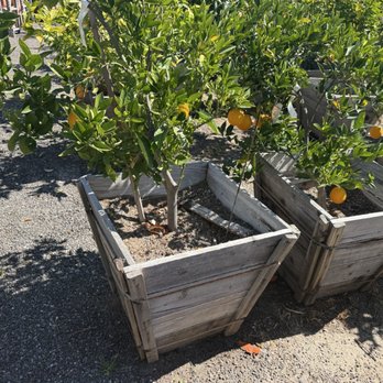 Maclay Rancho Nursery - Nurseries & Gardening Near Me - Santa Clarita, California Maclay Rancho Nursery - Nurseries & Gardening Near Me - Santa Clarita, California