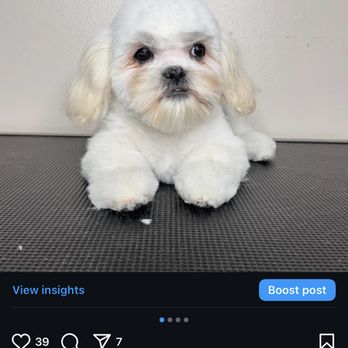 Fluffy Spa - Pet Groomers Near Me - Dinuba, California