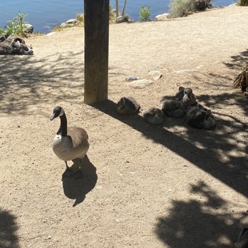 Virginia Lake Park - Canadian geese with babies - Playgrounds Near Me - Reno, Nevada Virginia Lake Park - Canadian geese with babies - Playgrounds Near Me - Reno, Nevada