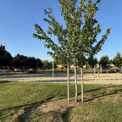 Harry Crabb Park - Volleyball courts