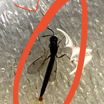Kobee Factory - A nice close up of the big after pulling it out and placing it on the styrofoam. - Middle Eastern Near Me - Van Nuys, California