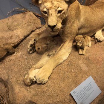 Field Museum - Museums Near Me - Chicago, Illinois Field Museum - Museums Near Me - Chicago, Illinois