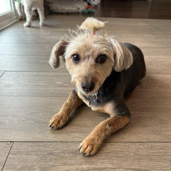 Momos Pet Grooming - Pet Groomers Near Me - Norco, California Momos Pet Grooming - Pet Groomers Near Me - Norco, California