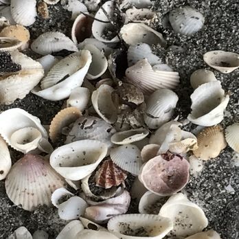 Blind Pass Beach - Parks Near Me - Sanibel, Florida Blind Pass Beach - Parks Near Me - Sanibel, Florida