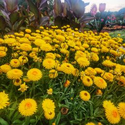Blooms