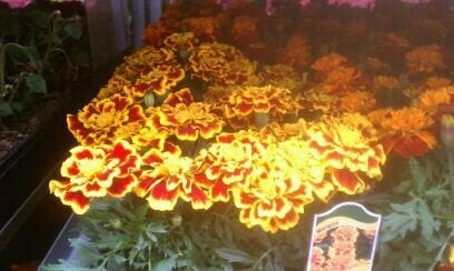 Costco Wholesale by null