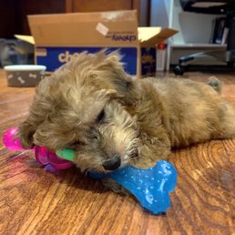 #teethingproblems [Toy Poodle]