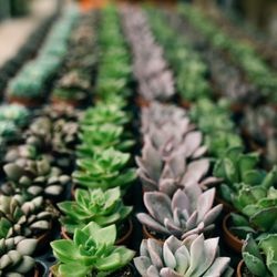 Viviano Flower Shop - Check out the Viviano Greenhouse in St. Clair Shores for the cutest succulents :)