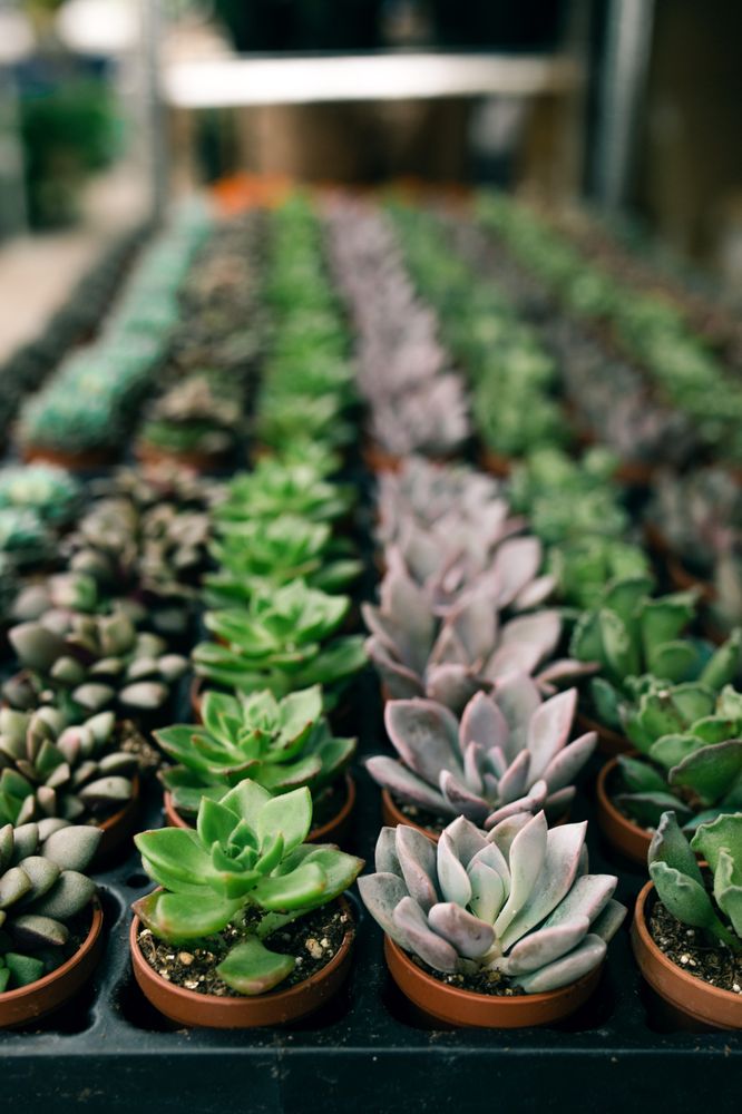 VIVIANO FLOWER SHOP Updated September 2024 77 Photos & 71 Reviews