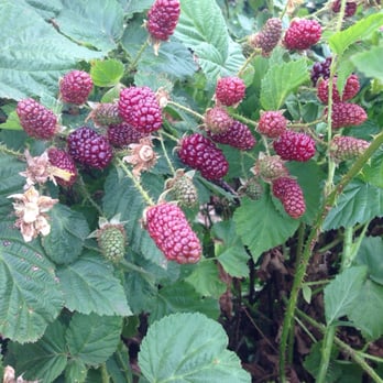 Olson Stuart Farms - Fruits & Veggies Near Me - Salem, Oregon
