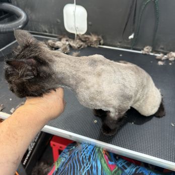 Mobile Pet Grooming - Pet Groomers Near Me Mobile Pet Grooming - Pet Groomers Near Me