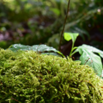 Shadow Lake Nature Preserve - Parks Near Me - Renton, Washington
